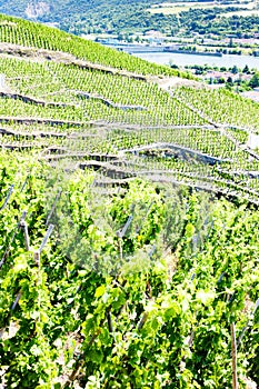 grand cru vineyards, Cote Rotie, Rhone-Alpes, France