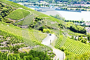 grand cru vineyards near Ampuis, Cote Rotie, Rhone-Alpes, France