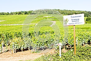 grand cru vineyards of Richebourg, Burgundy, France