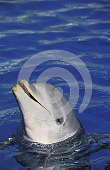 GRAND DAUPHIN tursiops truncatus