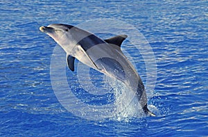 GRAND DAUPHIN tursiops truncatus