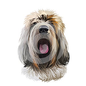 Grand Griffon Vend en, Large Vend en Griffon dog digital art illustration isolated on white background. France origin hunting dog photo