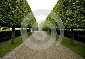 Grand hedge lined driveway