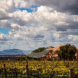 Grand Home with vineyards in Livermore area with clouds and blue sky