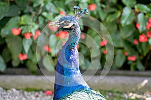 Grand male peacock