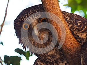 Grand Noble Impressive Powerful Owl.