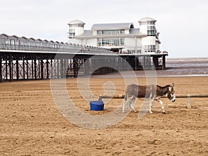 Grand pier and Donkey on beach, Weston Super Mare