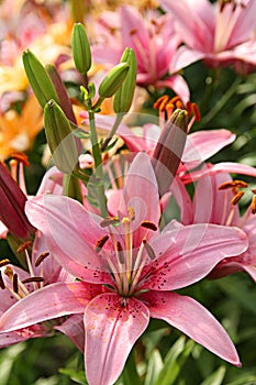 Grand pink lily on a flowerbed