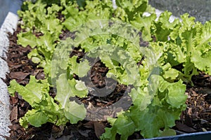 Grand Rapids Lettuce grown on soil ground in organic farm background for food healthy vegetables salad