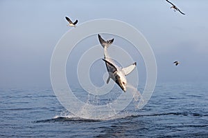 GRAND REQUIN BLANC carcharodon carcharias