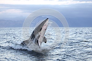 GRAND REQUIN BLANC carcharodon carcharias