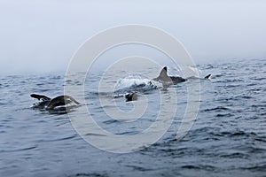 GRAND REQUIN BLANC carcharodon carcharias