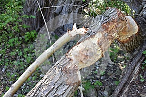 Grand River Paris Ontario Beaver Teeth Marks In Wood