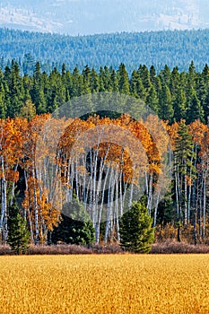Grand Teton in Green and Gold