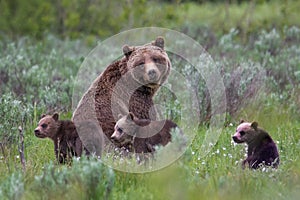 Grand Teton Grizzly 399 with three of her four cubs