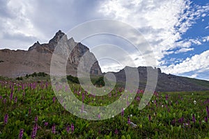 Grand Teton Hiking Trail