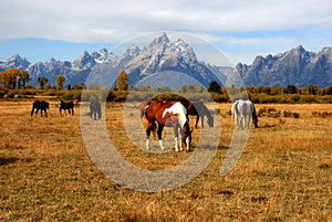 Grand Teton Horse Ranch photo