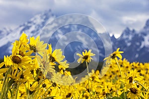 Grand teton mountains with flowers in foreground