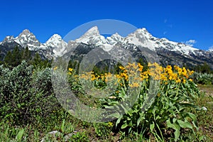 Grand Teton National Park Glacier landscape, arrowleaf balsamroot photo