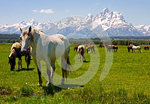 Grand Teton National Park, Wyoming