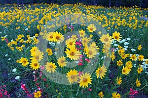 Grand Teton Wildflowers