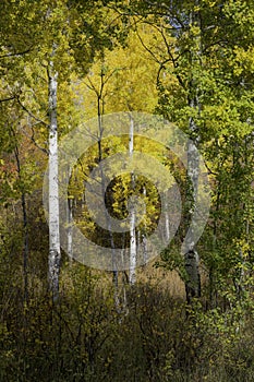 Grand Tetons Fall scenic landscapes