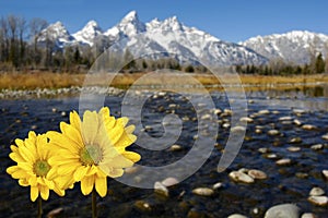 Grand Tetons in spring with yellow flowers