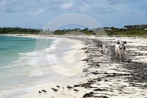 Grand Turk Island Beach With Cows