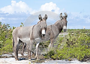 Grand Turk Island Donkeys