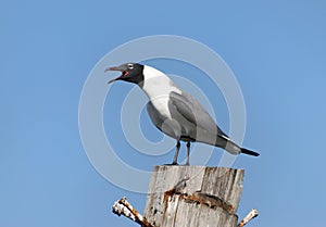 Grand Turk Island Screaming Seagull