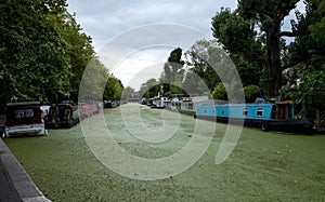 Grand Union Canal at Little Venice, Paddington, London. The water is covered in green algae after the summer heatwave, 2018