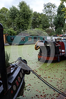 Grand Union Canal at Little Venice, Paddington, London. The water is covered in green algae after the summer heatwave, 2018