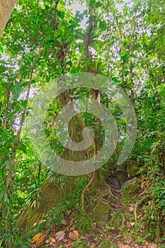 Grand ÃÂ©tang near La SoufriÃÂ¨re volcano photo