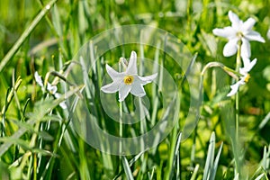 Grandalla. Narcissus poeticus.Symbolic flower of Andorra