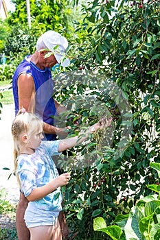 Granddaughter and grandfather pick ripe cherry berries from a tree in the garden on a summer day.