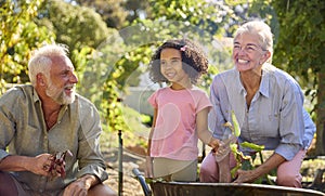 Granddaughter Helping Grandparents Working In Vegetable Garden Or Allotment With Barrow At Home