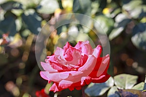 Grande Amor rose flower head in the Guldenmondplantsoen Rosarium in Boskoop