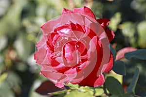 Grande Amor rose flower head in the Guldenmondplantsoen Rosarium in Boskoop