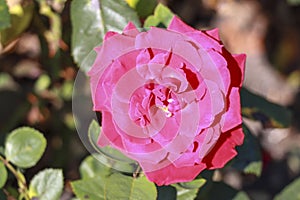 Grande Amor rose flower head in the Guldenmondplantsoen Rosarium in Boskoop