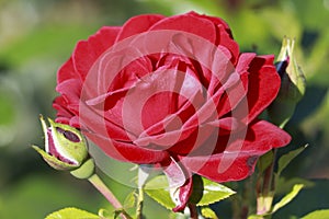 Grande Amor rose flower head in the Guldenmondplantsoen Rosarium in Boskoop