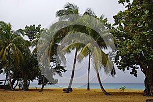 The Grande-Anse Beach on Basse-Terre on Guadeloupe island