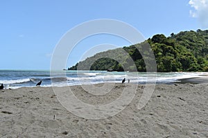 Grande Riviere Beach, Trinidad and Tobago, West Indies