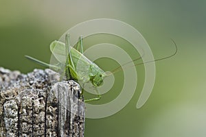 Grande sauterelle verte - Hautes-Vosges