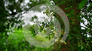 Grandeur Asian Lawsonia inermis Heena tree with green buds and flowers. Mehandi leaves Used as herbal hair dye.