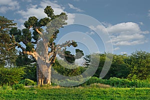 The grandeur of the grandiose baobabs