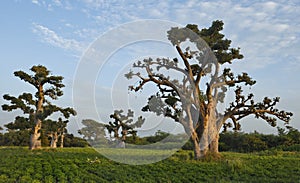 The grandeur of the grandiose baobabs