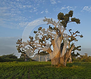 The grandeur of the grandiose baobabs