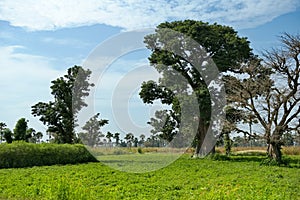 The grandeur of the grandiose baobabs