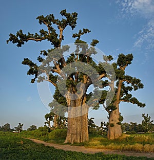 The grandeur of the grandiose baobabs