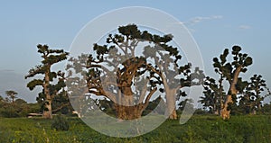 The grandeur of the grandiose baobabs